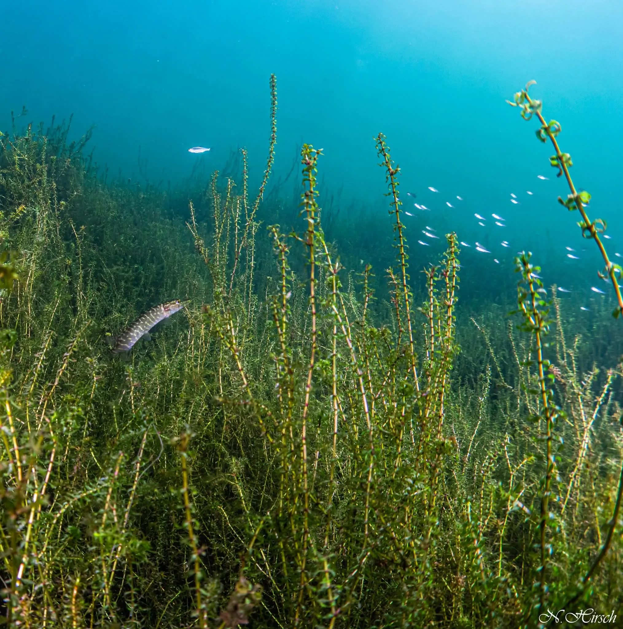 Dichte Unterwasserwiesen im Großen Goitzschesee